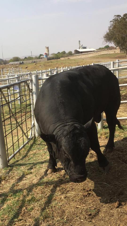 Polled bull - Introducing new bloodline in our Neuman Drakensberger stud. Welcome to the family.

This bull is a 